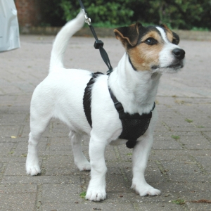 Company of Animals Non Pull Harness Large 55-80cm