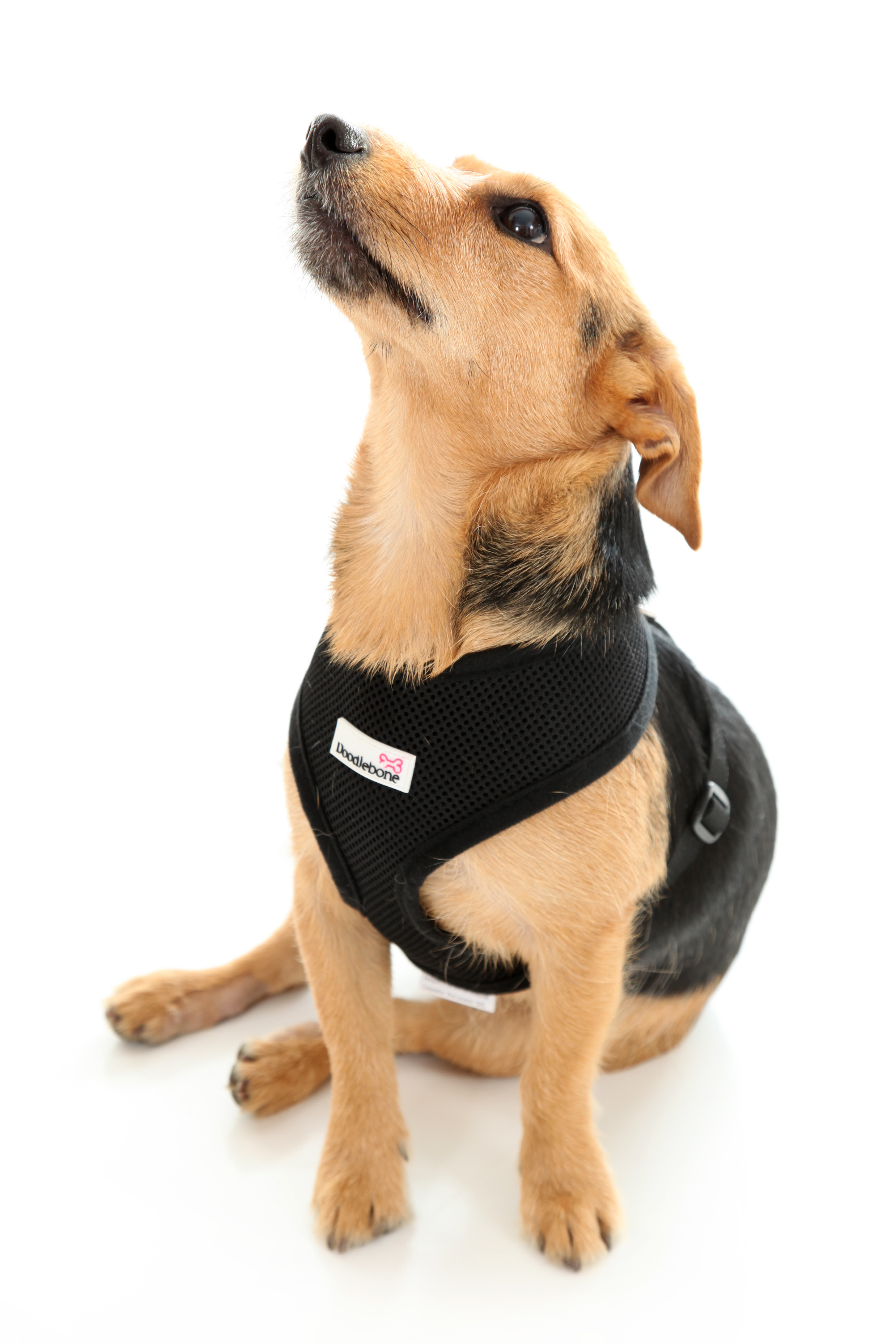 Doodlebone Black Mesh Dog Harness