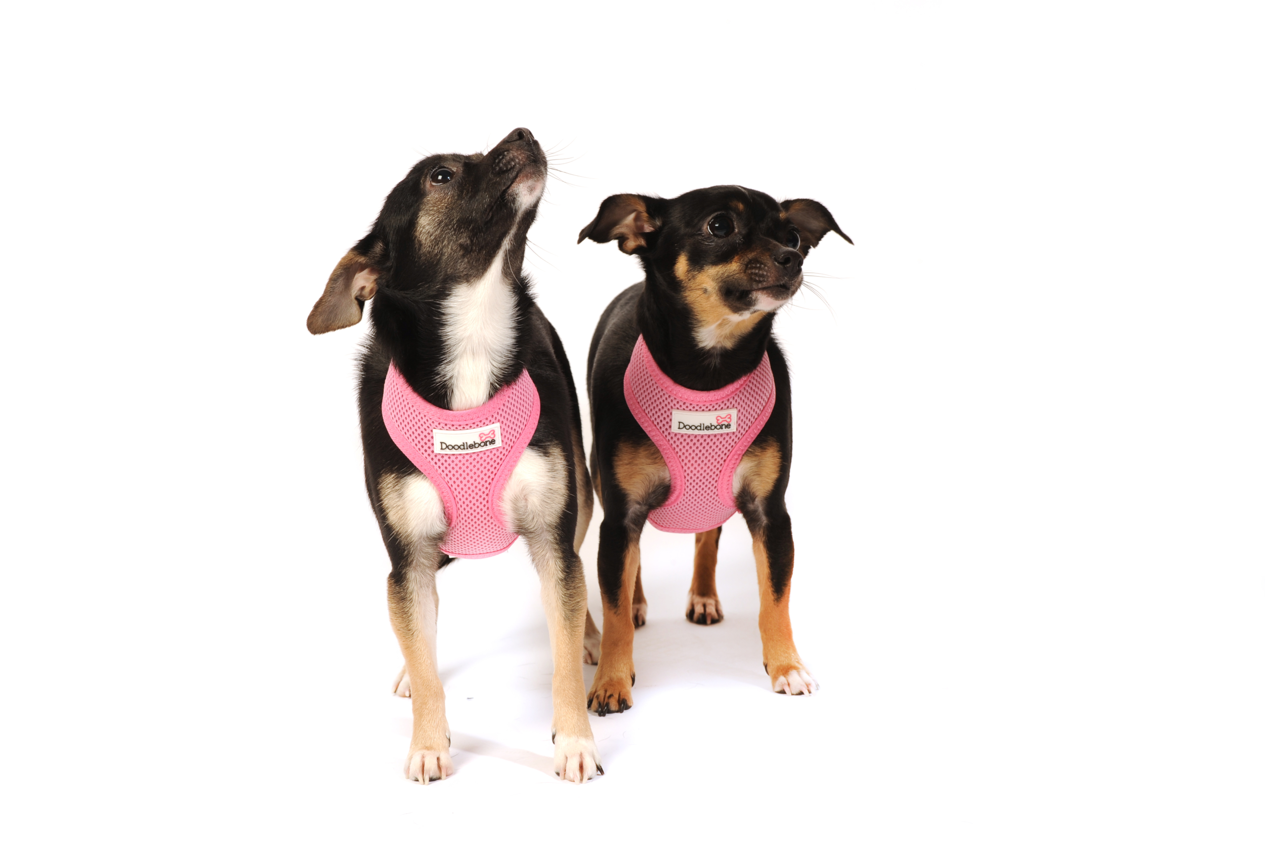 Doodlebone Pink Mesh Dog Harness