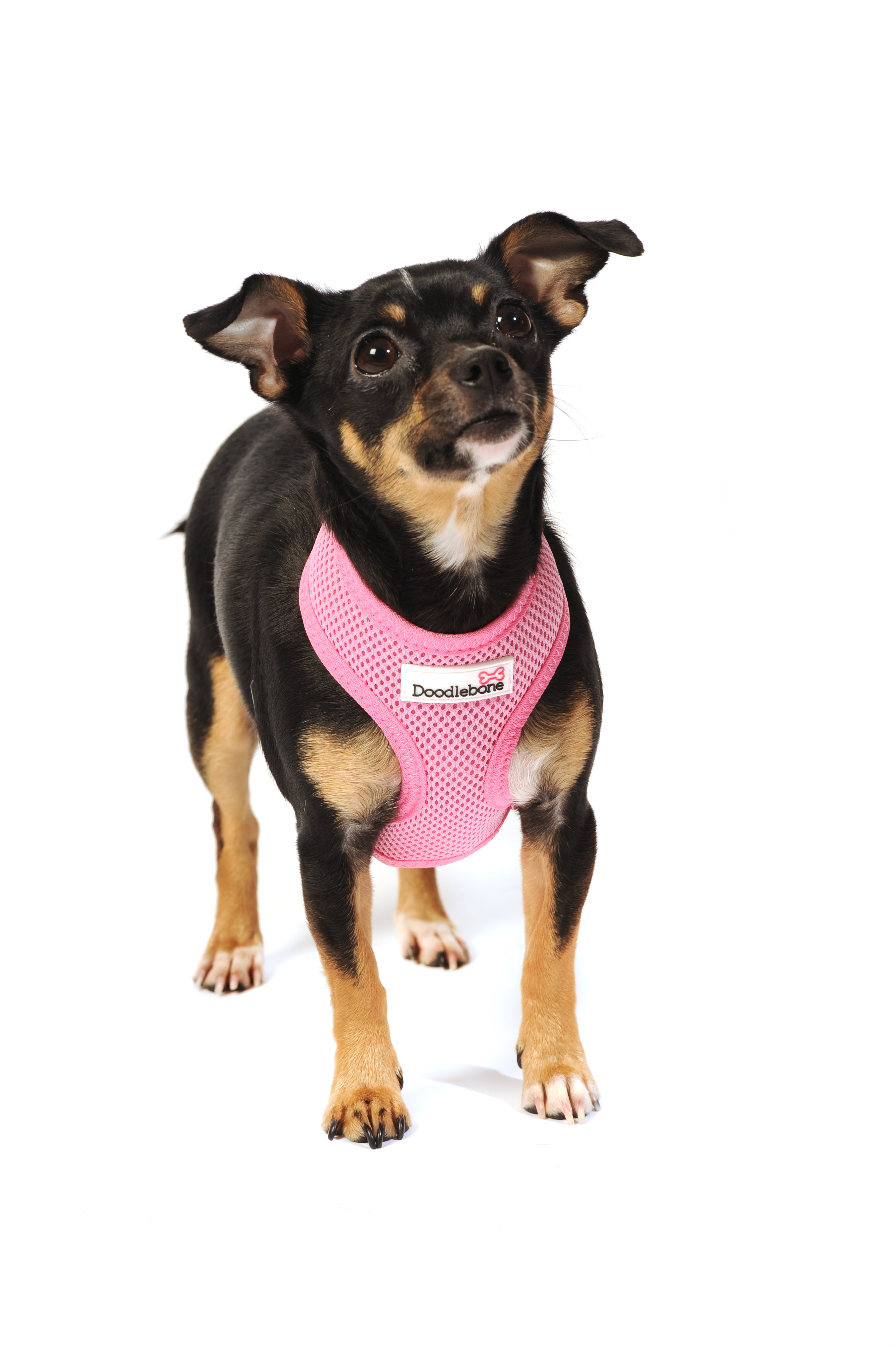 CLEARANCE Doodlebone Mesh Harness Baby Pink Medium > Purely Pet ...