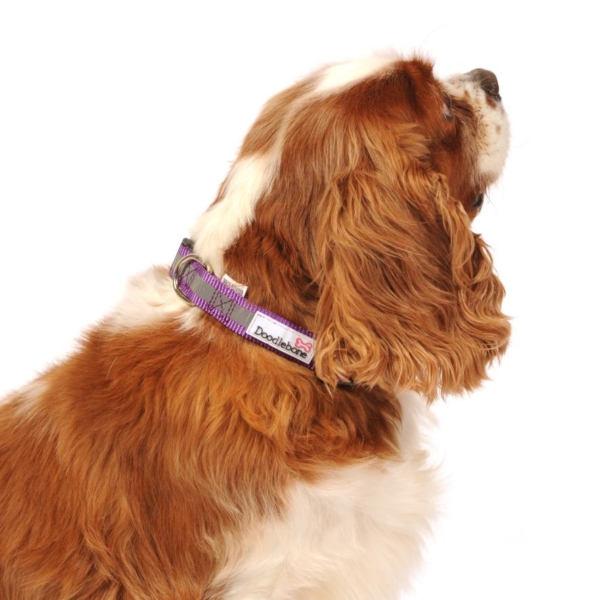 Doodlebone Bold Reflective Nylon Collar Purple with Dog