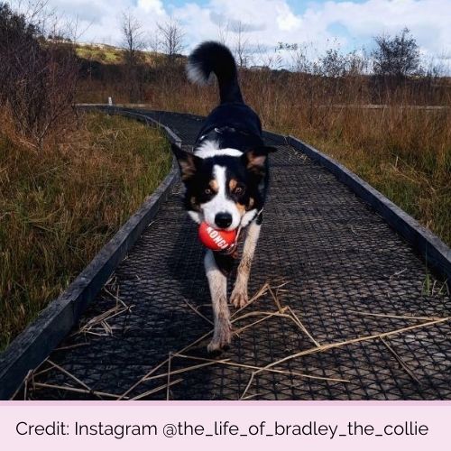 @the_life_of_bradley_the_collie PP3041 KONG Signature Ball