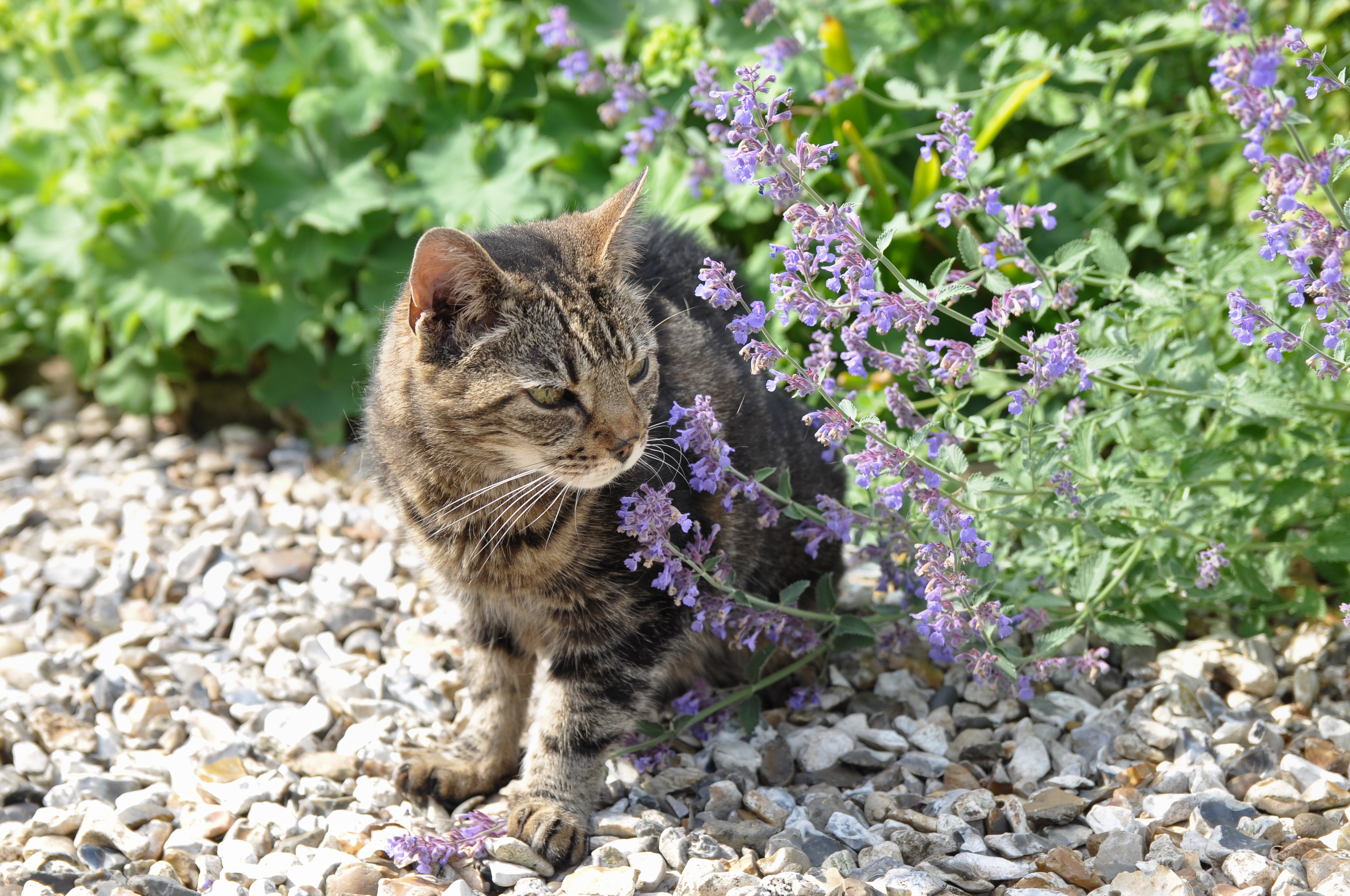 Catnip is part of the mint family, derived from a herb called Nepeta Catari...