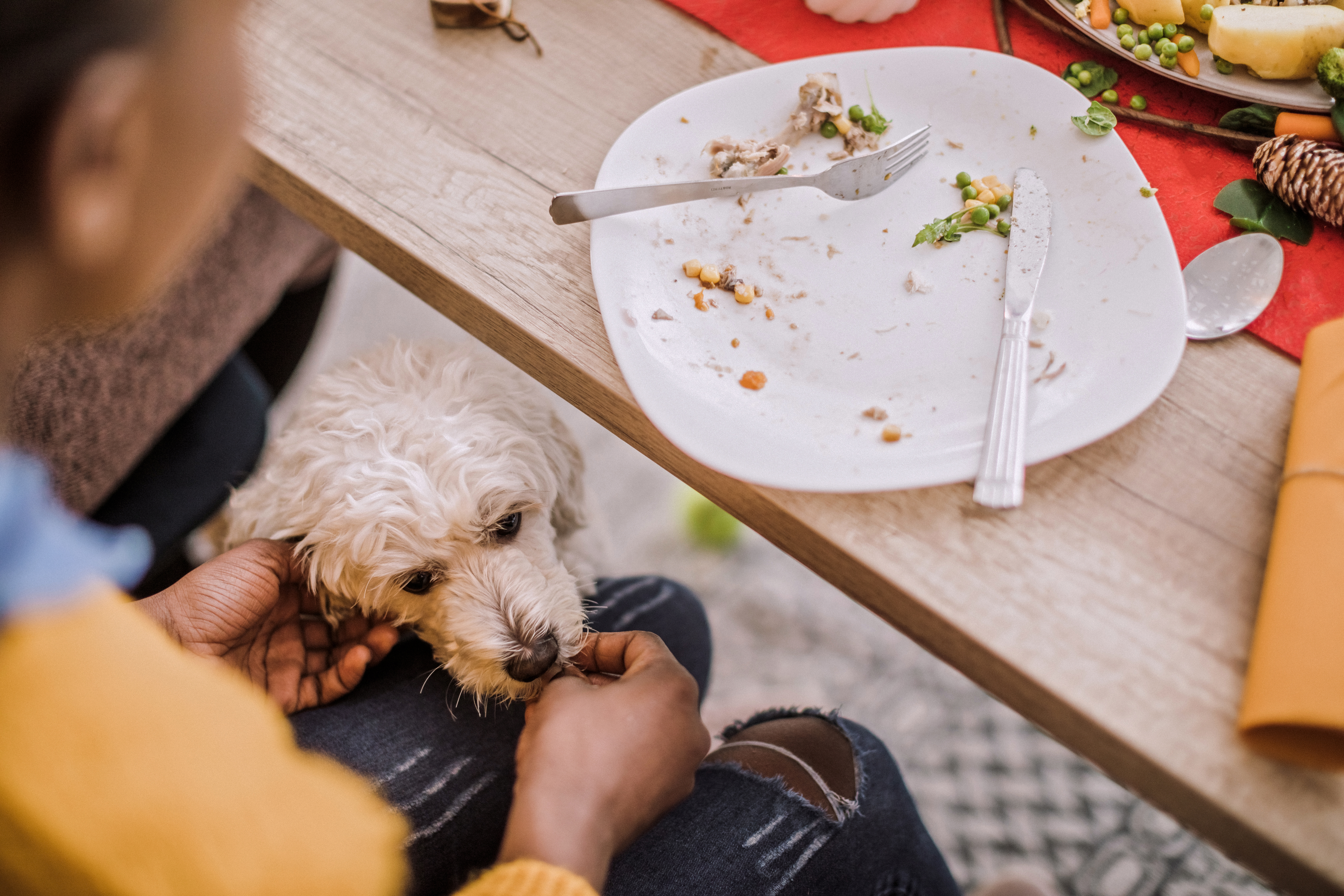 12 Foods To Avoid Feeding Your Dog This Christmas