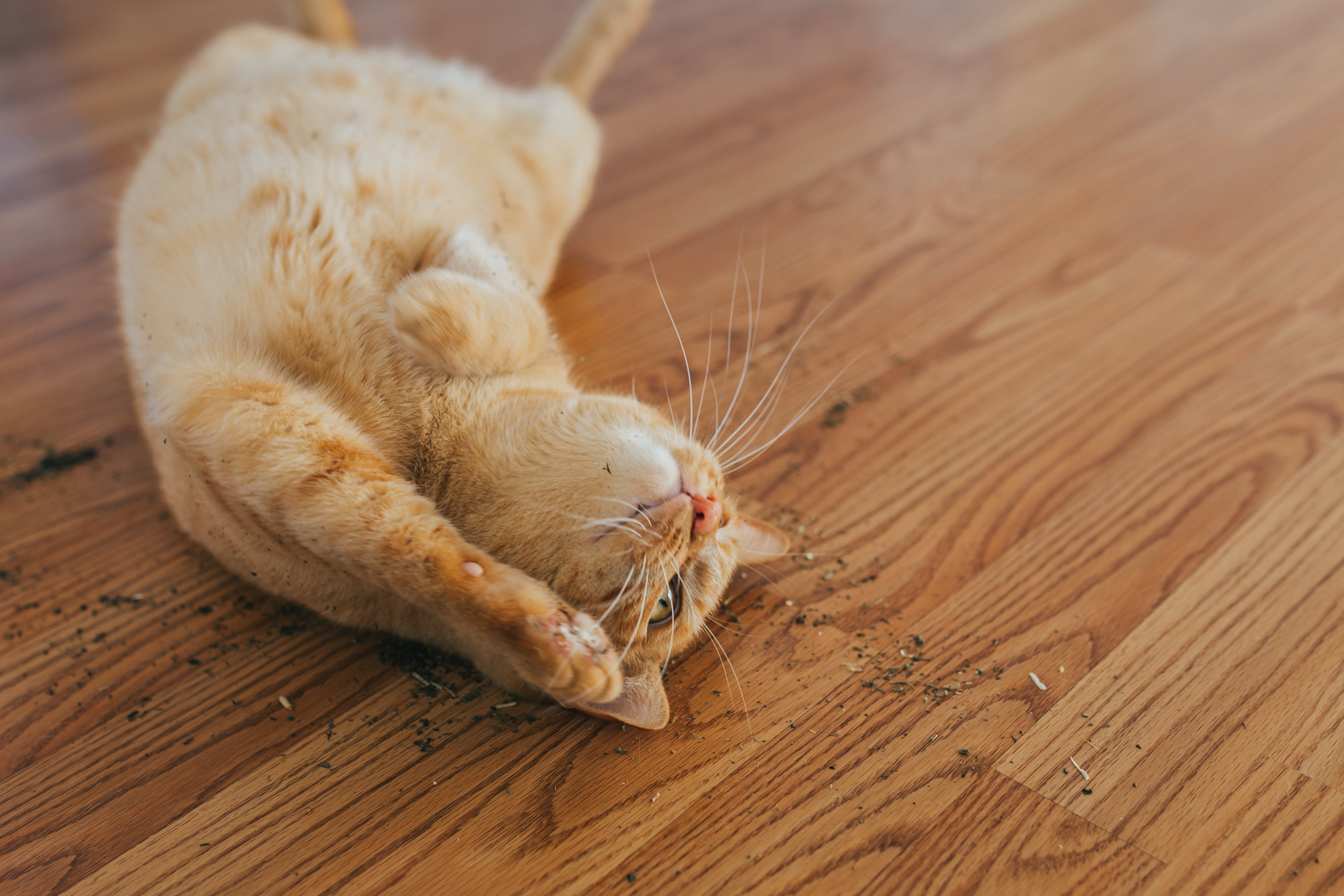 Catnip – What’s all the fuss?