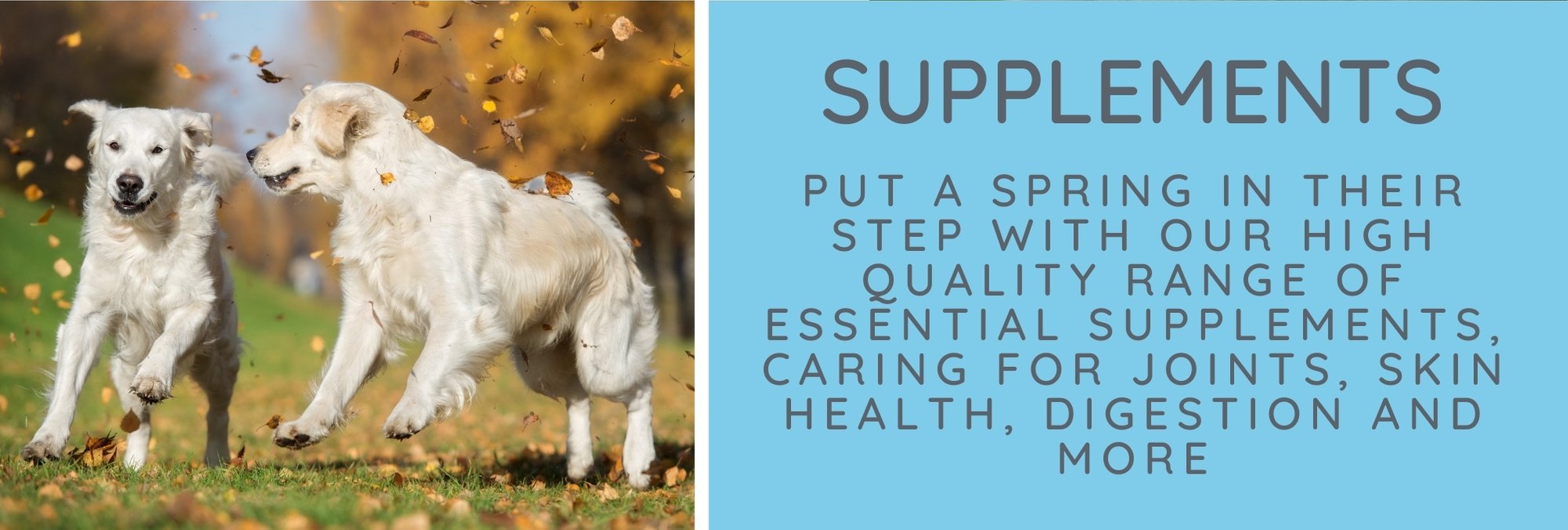 Website Banner Health Supplements Dogs
