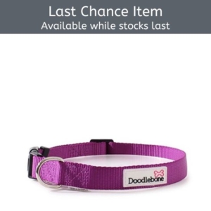Doodlebone Bold Nylon Collar Purple XL