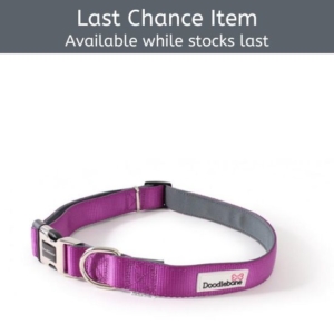 Doodlebone Purple Padded Dog Collar