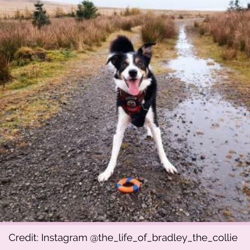@the_life_of_bradley_the_collie PP1011 Chuckit Ultra Ring