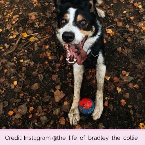 @the_life_of_bradley_the_collie PP2530 KONG Squeezz Action Ball