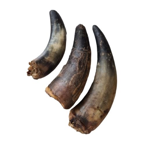 Whole Cow Horn with Core Large