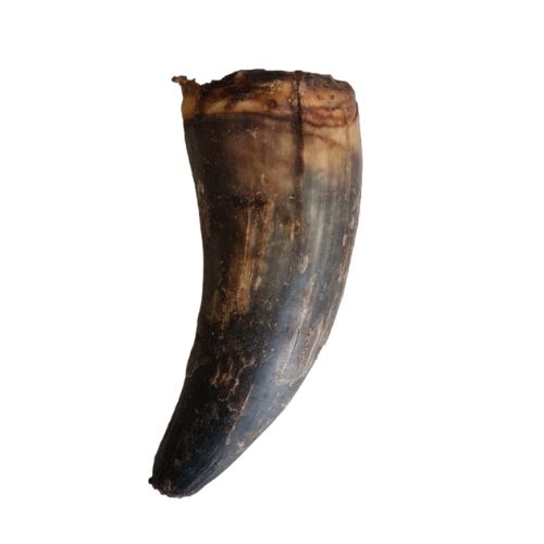 Whole Cow Horn with Core Large