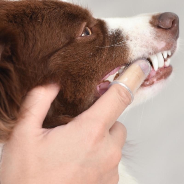 Arm & Hammer Fresh Spectrum Dog Dental Kit