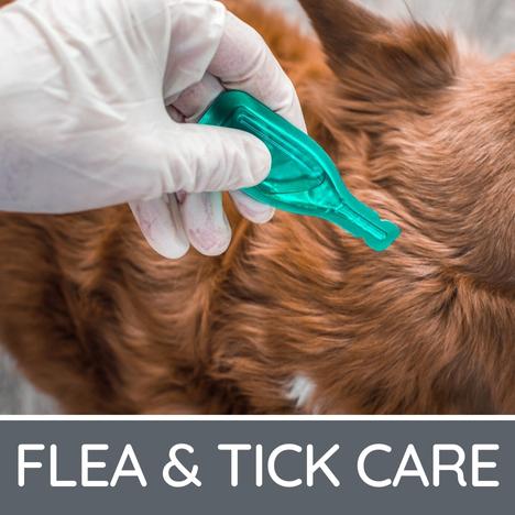 Dog Flea Tick Care Control Treatments