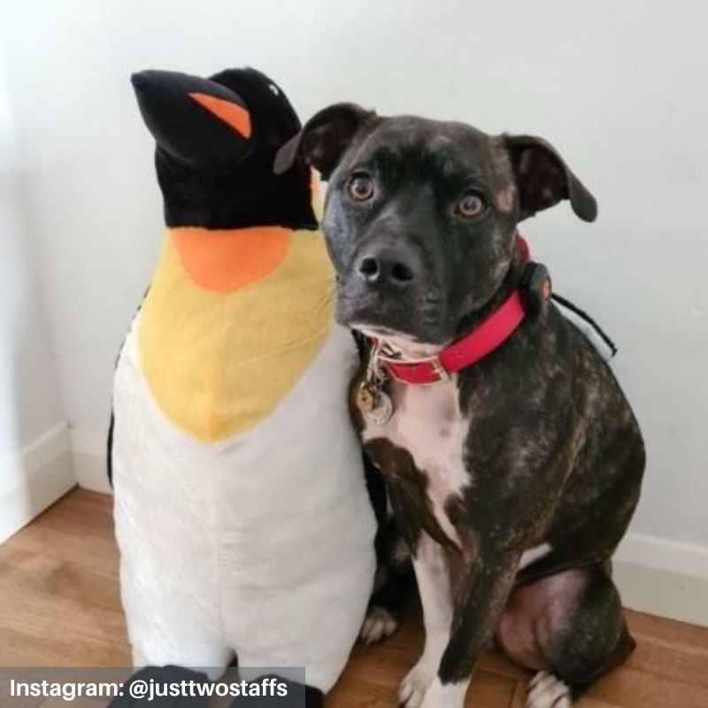 Snow Mates Pedro Penguin Customer Image XXL