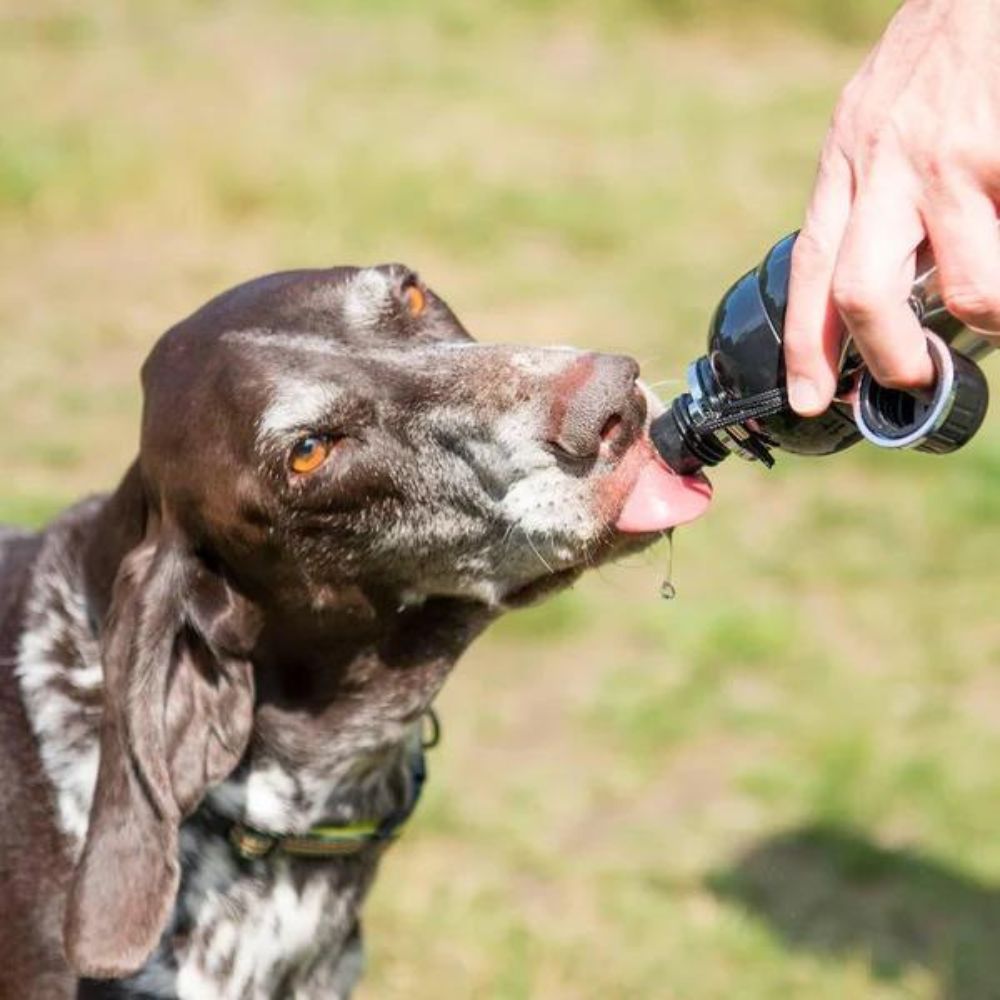 Long Paws Dog Water Bottle