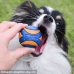 Chuckit Ultra Squeaker Ball Customer Image @papillon_dog_link