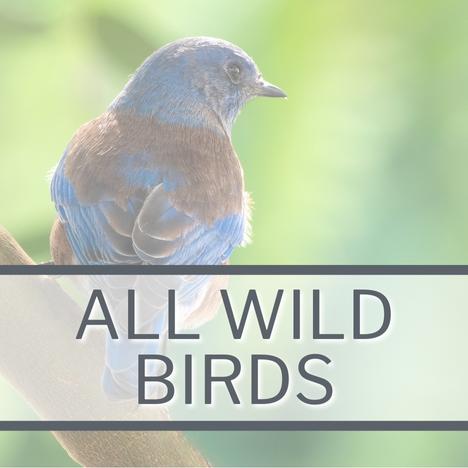 All Wild Birds Category Image Link