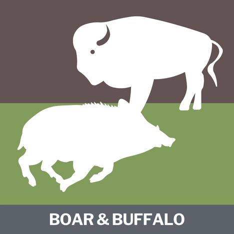 Boar Buffalo Protein Category