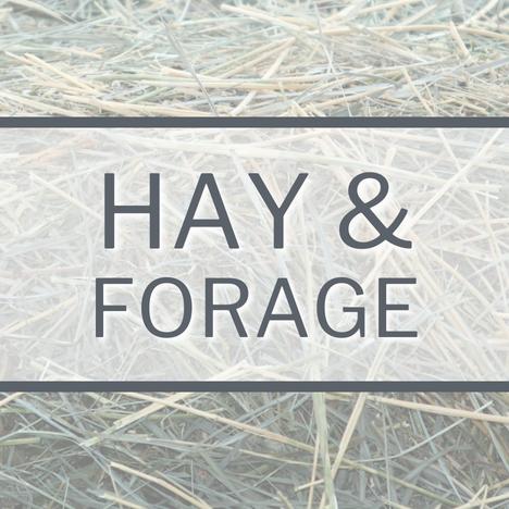 Category Image Link Small Pet Hay & Forage