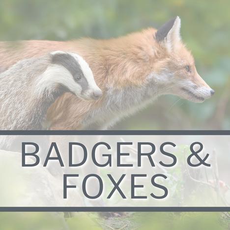 Category Image Link WILDLIFE Badgers & Foxes