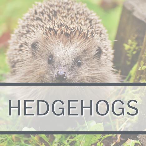 Category Image Link WILDLIFE Hedgehogs