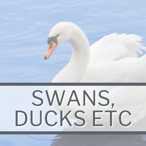 Category Image Link WILDLIFE Swans Ducks