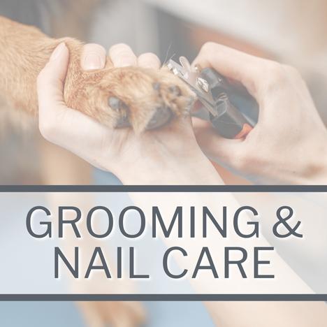 Category Image SQUARE Dog Grooming & Nail Care