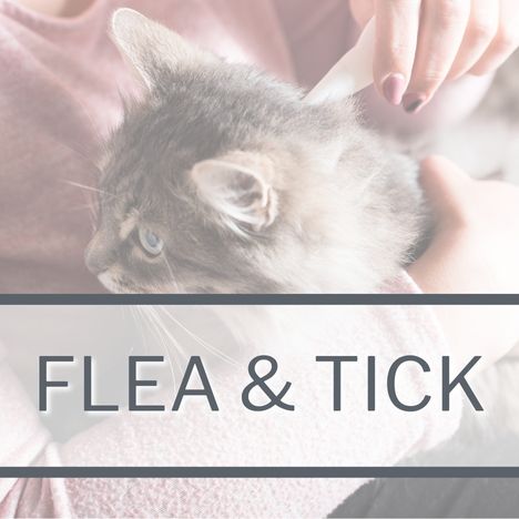 Category Link Image SQUARE Cat Flea & Tick