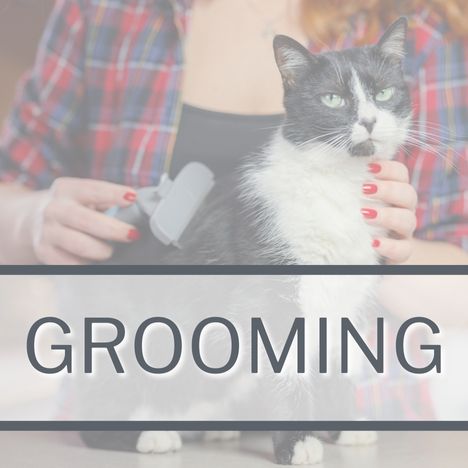 Category Link Image SQUARE Cat Grooming