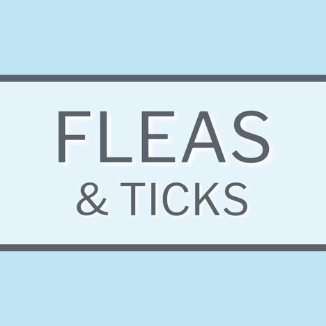 Dog Cat Health Fleas & Ticks Category Image Link