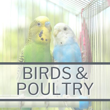 Main Shop Birds & Poultry Category Link Image