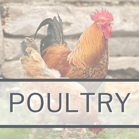Poultry Category Link Image