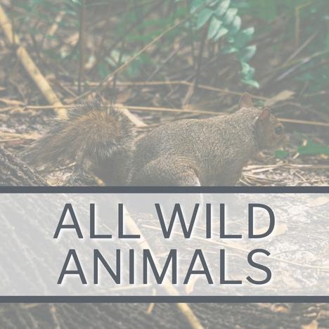 All Wild Animals Category Image Square