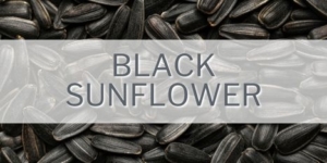Black Sunflower Feature Image