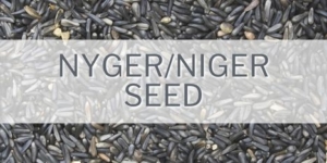 Nyger Seed Feature Image
