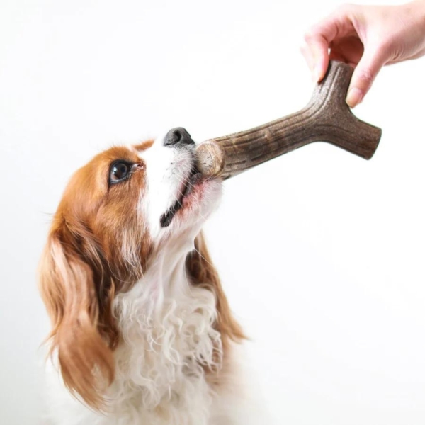Benebone Stick Chew Maplewood Medium with Dog