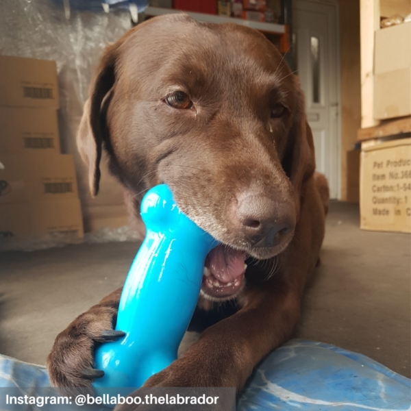 All For Paws Ice Bone Customer Image - Bella with Large Bone @bellaboo.thelabrador
