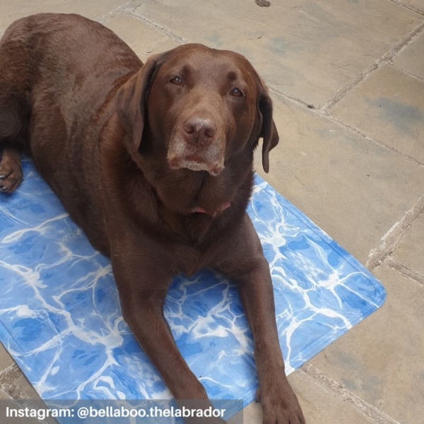 All for Paws Cooling Dog Mat Customer Image @bellaboo.thelabraor