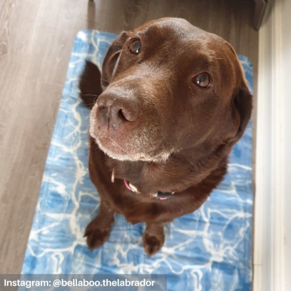 All for Paws Cooling Dog Mat Customer Image @bellaboo.thelabraor