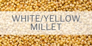 White Yellow Millet Feature Image