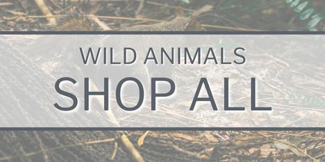 Wild Animals Shop All Category Image Link LONG