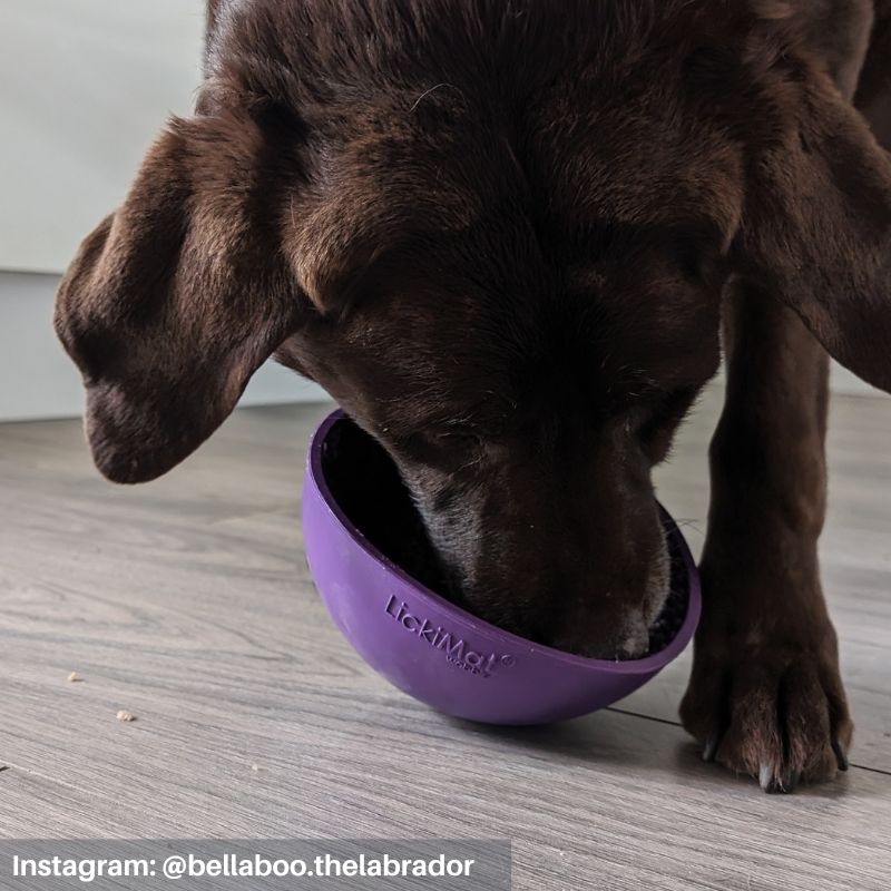 Customer picture of the LickiMat Wobble Bowl and Bella